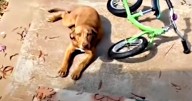 Stray Puppy Shows Up On Woman's Doorstep And Begs To Be Rescued