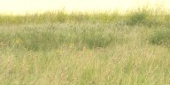 Grassland carbon capture helps fight climate change