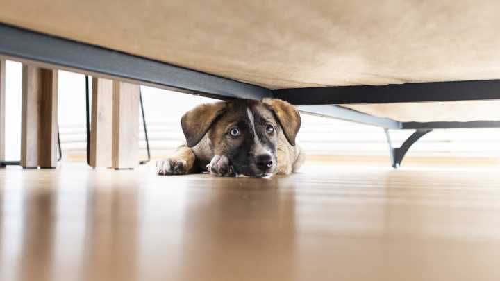 Scared Rescue Pup Gets to New Home—Tears at What Family Dog Does: 'Comfort'