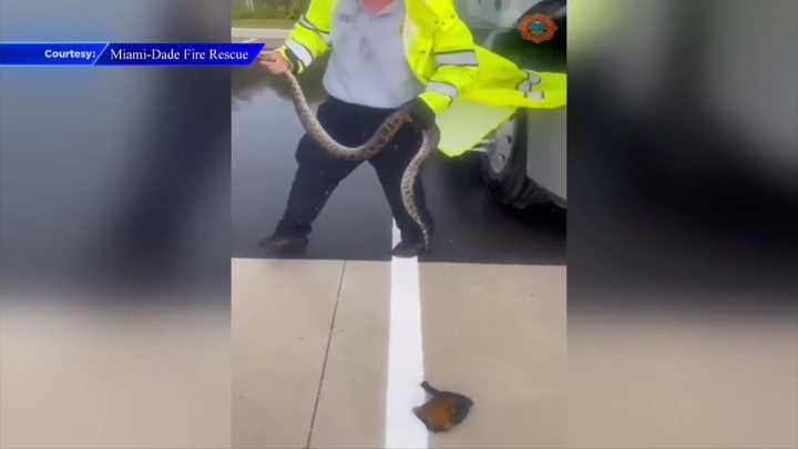 Firefighters remove Burmese pythons in SW Miami