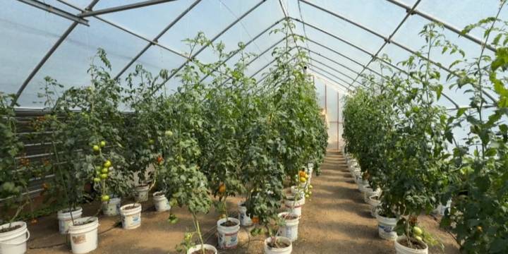 Sawyer greenhouse defies ND’s weather-challenged growing season