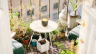 5 plantas "duras para morir": vas a querer tener cualquiera de ellas en tu casa por lo resistentes que son