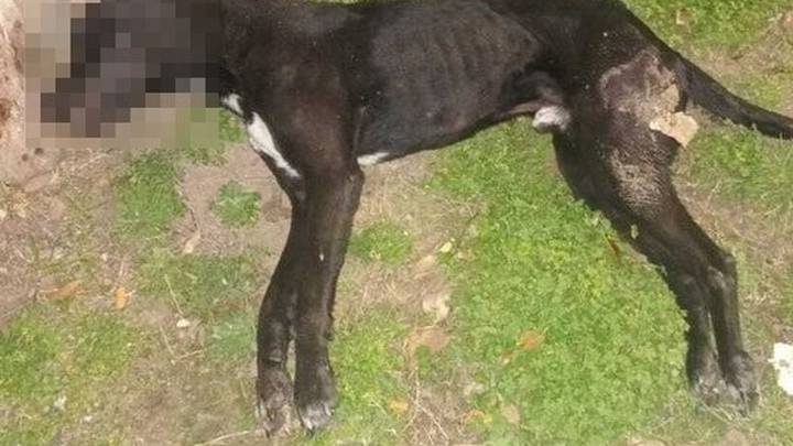 Denunciaron a un hombre por maltrato animal