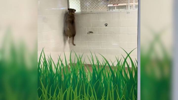 Florida Dog’s Desperate Behavior After 770 Days In A Shelter Leaves Volunteer In Tears