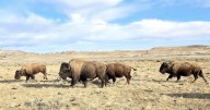 ‘Buffalo are everything with our culture:’ Tribal herds rebound under new leadership