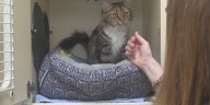 Bangor Humane Society looking for cat adopters during peak ‘kitten season’