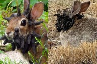 "Conejos con tentáculos" en EE.UU. desatan susto, pero no son mutantes ni peligrosos