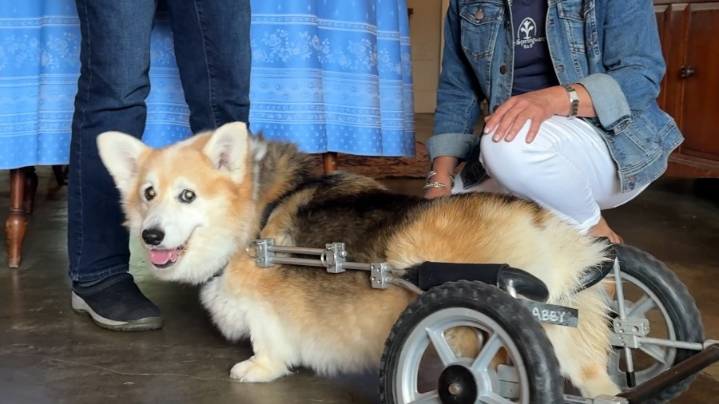 Corgi Cup competitor wins hearts on social media