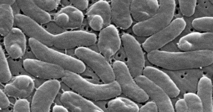 How to protect yourself from Vibrio vulnificus, the bacteria found in some coastal waters