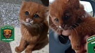 Rescataron a un cachorro de puma yaguarundí que apareció en la puerta de una casa en San Justo