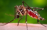 Ross County to Begin Mosquito Spraying After West Nile Virus Detected