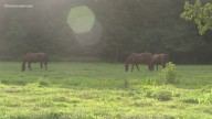 Suffolk horse neglect case leads to hefty vet bills