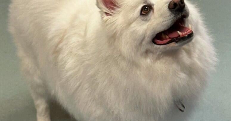 Friends of Falmouth Dogs - August 15, 2025