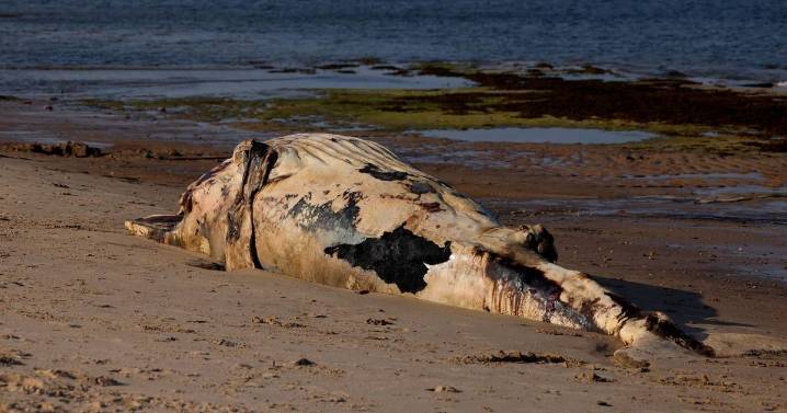 Dead whale washes up on North East beach as warning issued to members of public