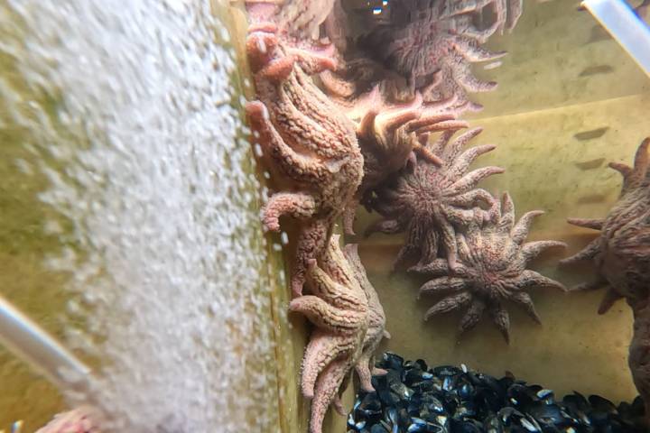 Researchers say they have identified the mysterious killer of more than 5 billion sea stars