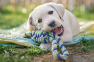 Woman Says Sister-in-Law 'Manipulated' Her into Taking New Puppy