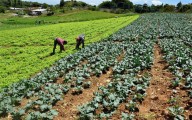 Fedeagro busca instrumentos financieros para impulsar al sector agrícola
