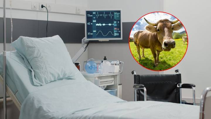 Una vaca, el animal que contagió a segunda persona fallecida por rabia en México