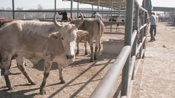 México y EU acuerdan control del gusano barrenador
