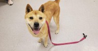 Humane Society of Summit County needs food for animals