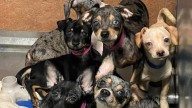 Auburn PD rescues over 100 dogs in historic effort