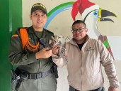 Un ocelote cachorro fue rescatado en Guainía