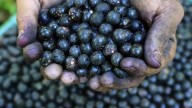 Açai berry producers are concerned as Trump imposes tariffs on Brazil's exports