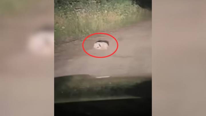 Oregon Camper Stumbles Upon A White Lump On Gravel Logging Road, Then Discovers It's Alive