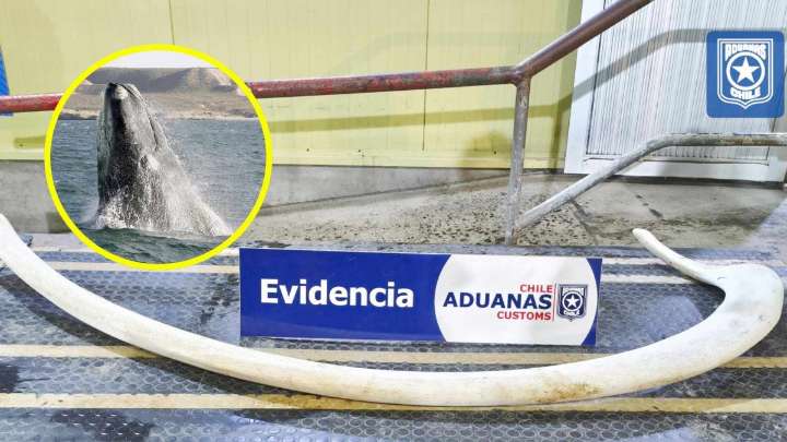 Incautan costilla de ballena franca austral de dos metros en frontera con Argentina: Es una especie protegida