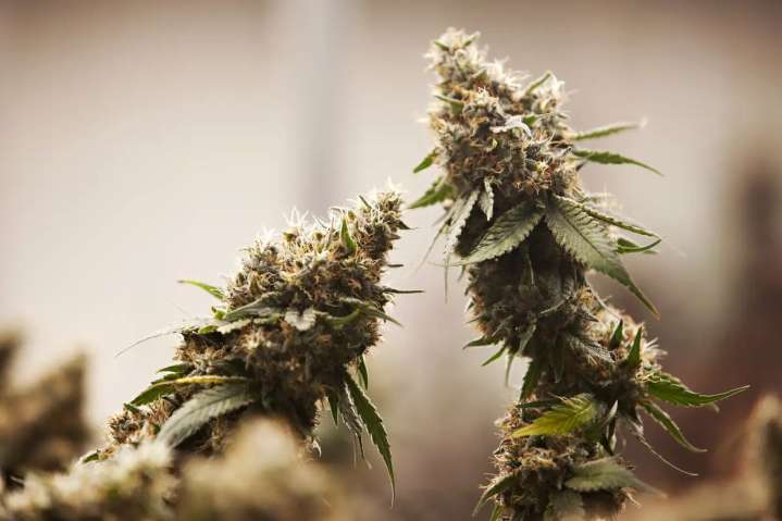 Business gets approval to cultivate and sell cannabis indoors in Alexandria