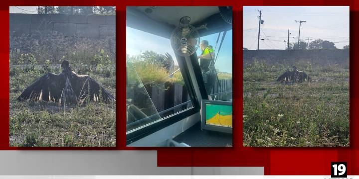 Lake County Sheriff’s Office Marine Patrol rescues bald eagle from river