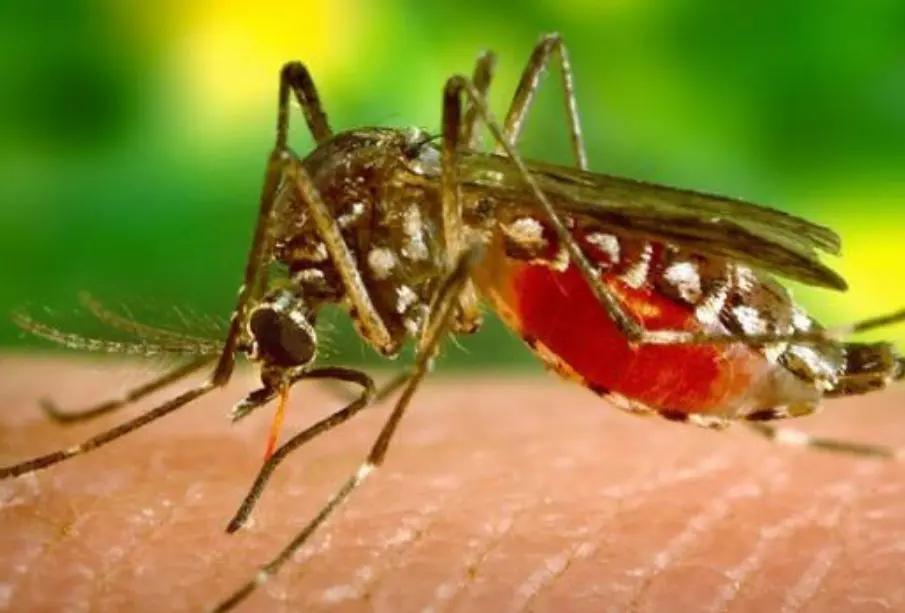 Liberan en Los Cabos mosquitos con bacteria natural para combatir el dengue