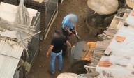 Cinco investigados por cortar crestas a 28 gallos en Tenerife