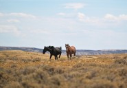 Colorado's wild horse management program expands birth control darting