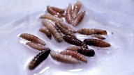 Screwworm parasite detected in human returning to US. What to know.