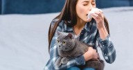 Alergia a los gatos: como convivir sin afectar tu salud