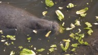 Florida manatee deaths from boat strikes top 5 year average