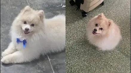 Los Olivos: buscan a perrito Mathías que desapareció hace dos meses