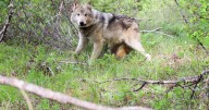 WDFW authorizes “incremental” killing of wolves in Ferry County