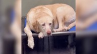 Dog In Alabama Waited A Week To Hear The One Voice That Meant Everything