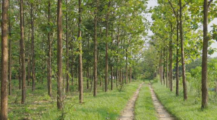 Ecopetrol y comunidades de Casanare trabajan en la protección de más de 4 mil hectáreas de bosque