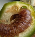 La pequeña gran polilla del cedro