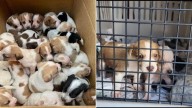 Missouri Rescuers Find Heartbreaking Surprise In Roadside Box