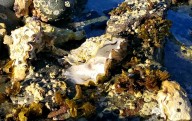 Distant Covid cousin correlates with calamitous oyster die