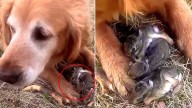 Golden Retriever Protects Tiny Creatures During Walk In Connecticut