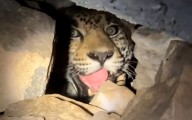 Nayarit | Video viral de jaguar en cueva destaca labor de conservación en Sierra de Vallejo