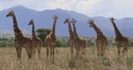 Giraffe species in Africa quadruples in number: analysis
