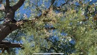 Invasive plant fuels fire risk and drought concerns along the Rio Grande