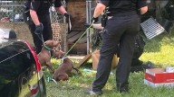 The Chatham County Sheriff’s Office rescued 13 dogs from fighting ring
