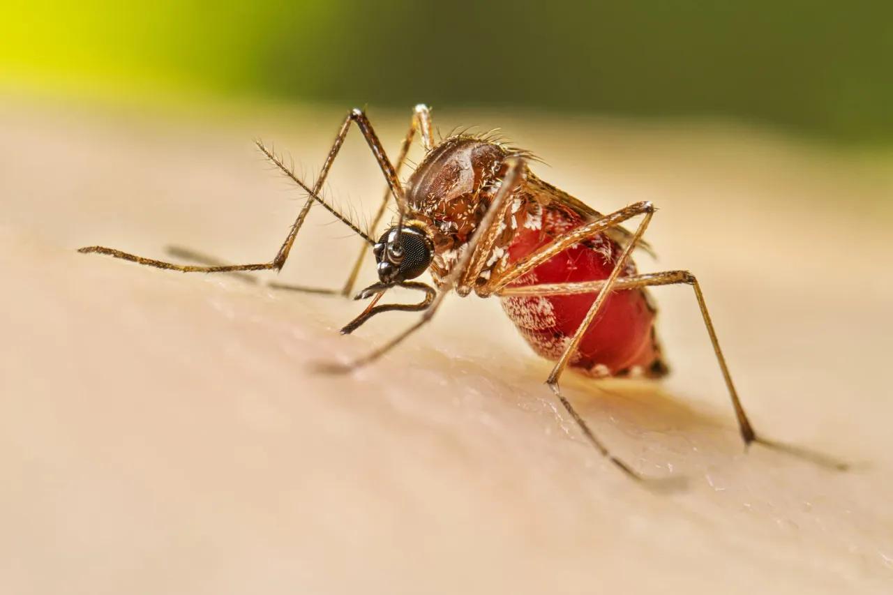 Ante la llegada del dengue a Ciudad Juárez se emiten recomendaciones